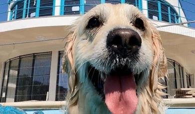 Saltdean Lido Dog Swim 2025