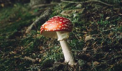 Fungi Walk