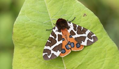 Moth Morning