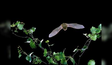 Evening Bat Walks