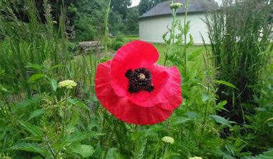 Photo of a poppy at The Level, Brighton