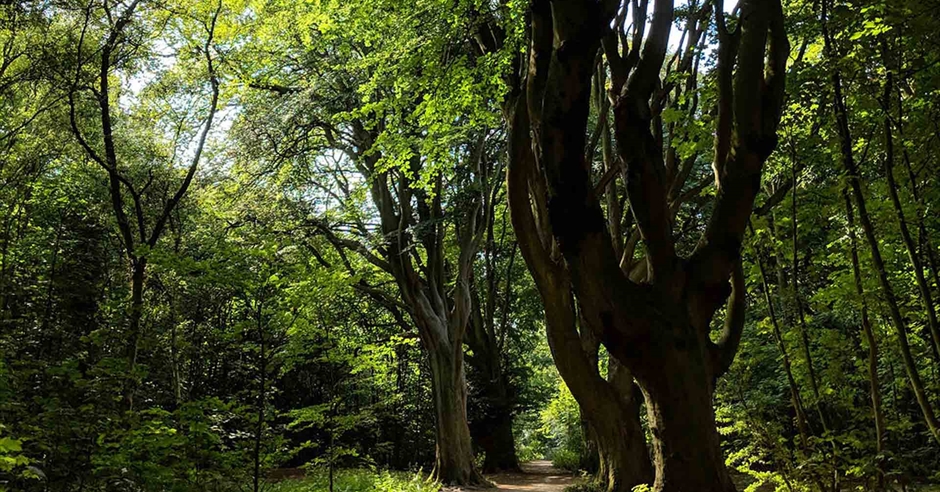 Forest Bathing - Visit Brighton