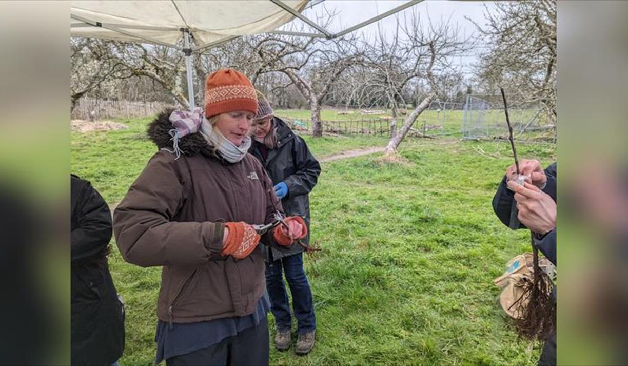 Fruit Tree Grafting