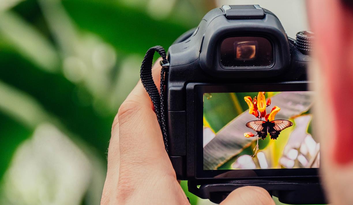 Black camera taking picture of a white butterfly on yellow flower