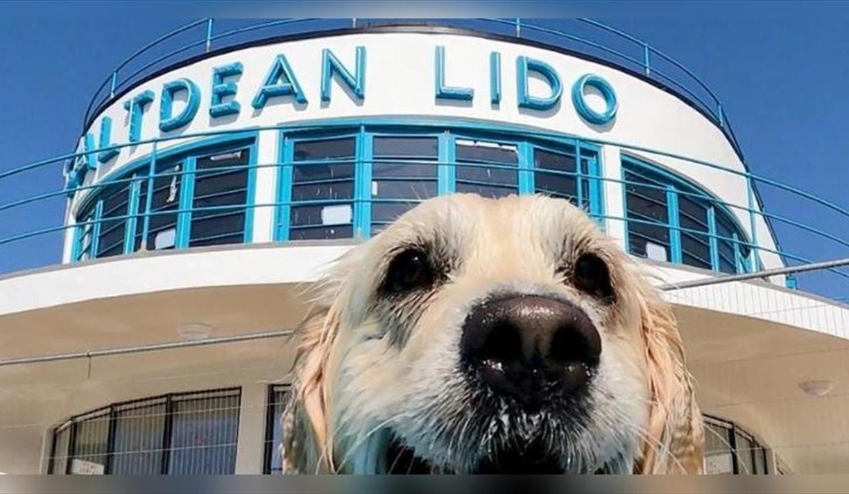 Saltdean Lido Dog Swim 2026 - Labradors and Retrievers