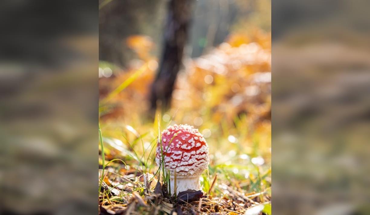 Autumn Fungi Walks