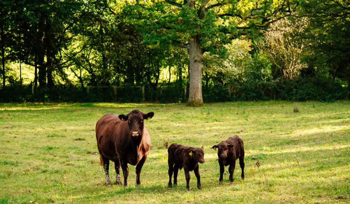 Trenchmore Farm's Summer Market 1.0