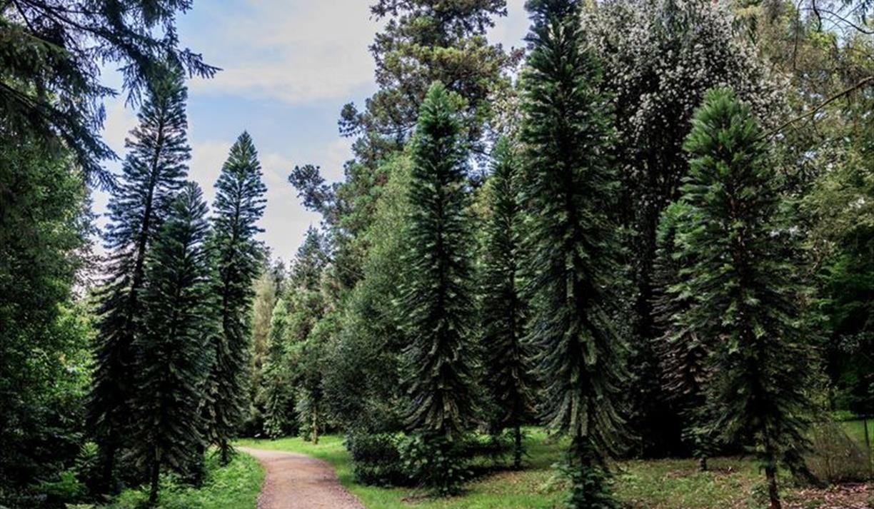 Summer forest bathing