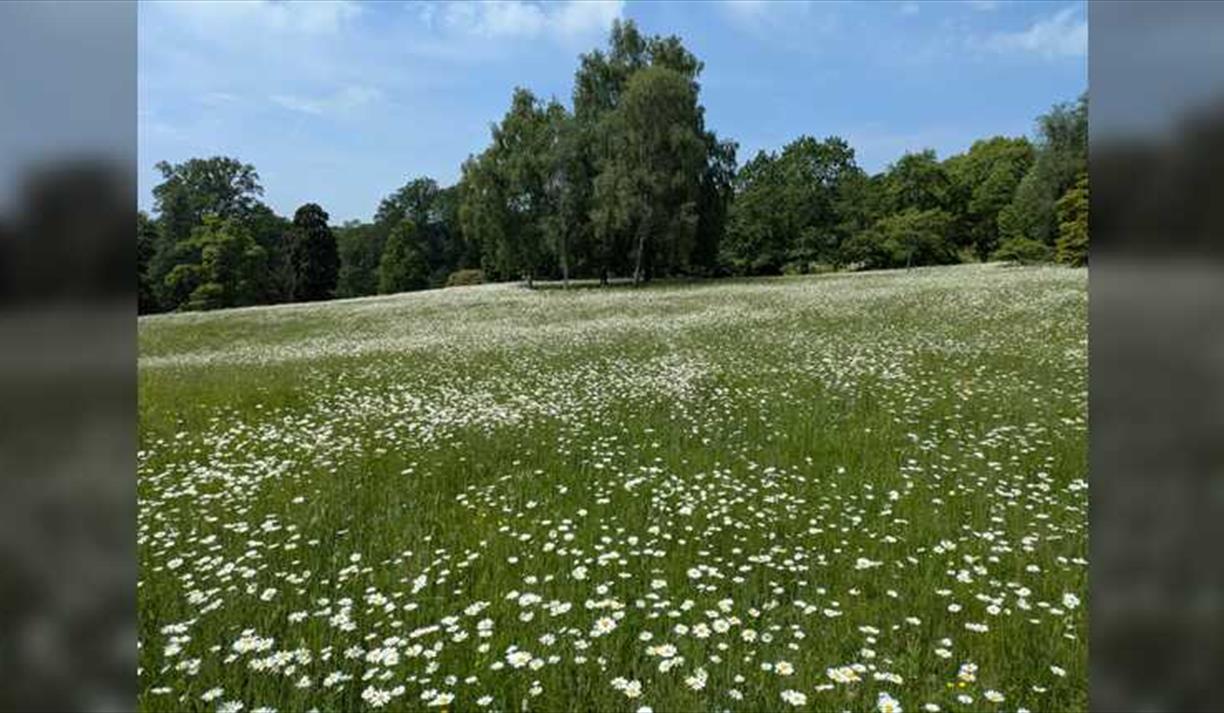 Wildflower Meadow Tour with Senior Gardener Elliot Chandler
