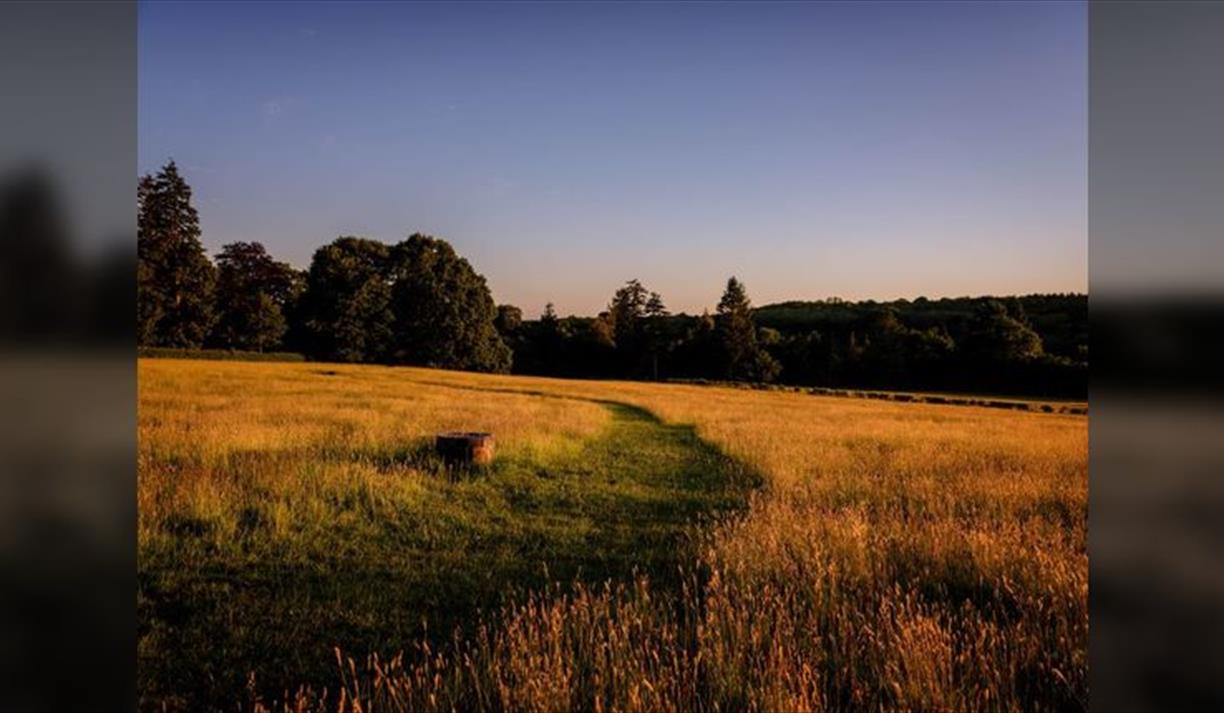 Summer Evening Meadow Walks