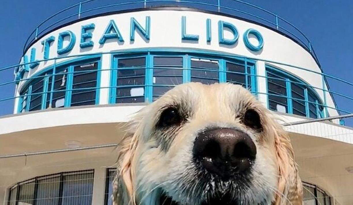 Saltdean Lido Dog Swim 2026 - Oos & Oodles (Cockerpoos, Labradoodles Etc)