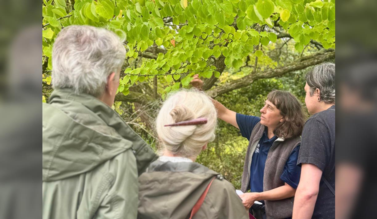 Guided Tree Walks