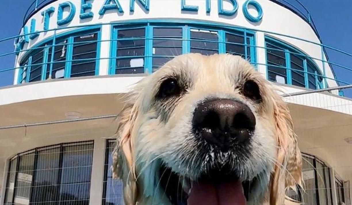 Saltdean Lido Dog Swim 2025 - Poodles