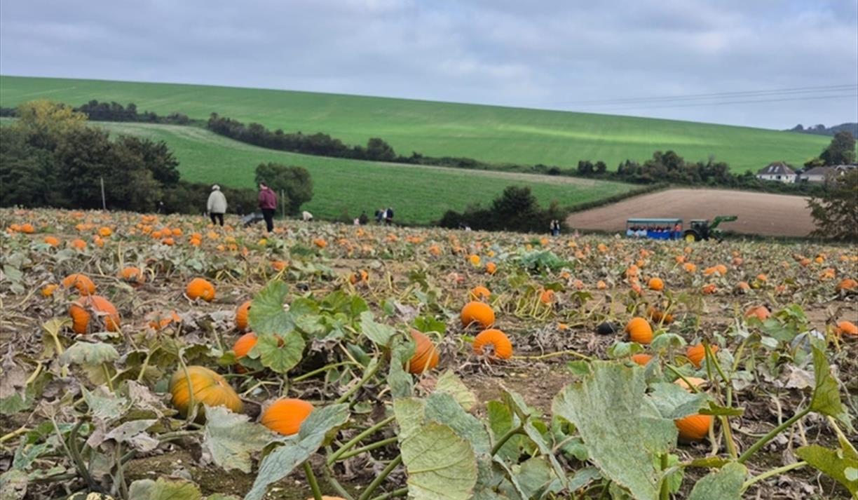 Sompting Pumpkins