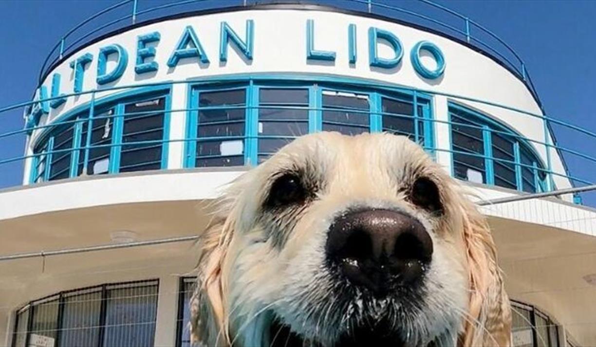 Saltdean Lido Dog Swim 2026 - Pointers