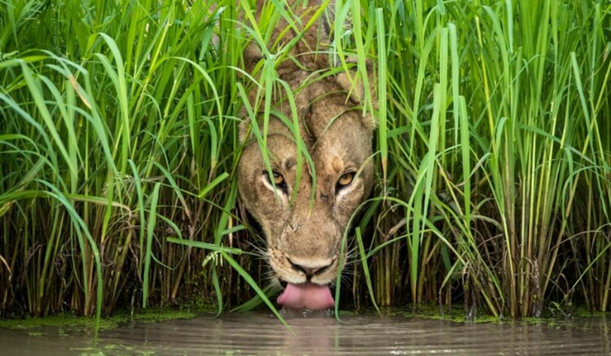 Wildlife Photographer Of The Year
