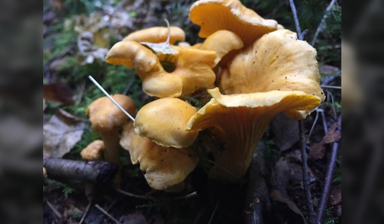 Summer Foraging Course at Living Vital, Stanmer Park, Brighton.