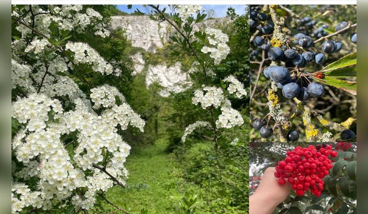 Make Your Own Hedgerow Wine Workshop