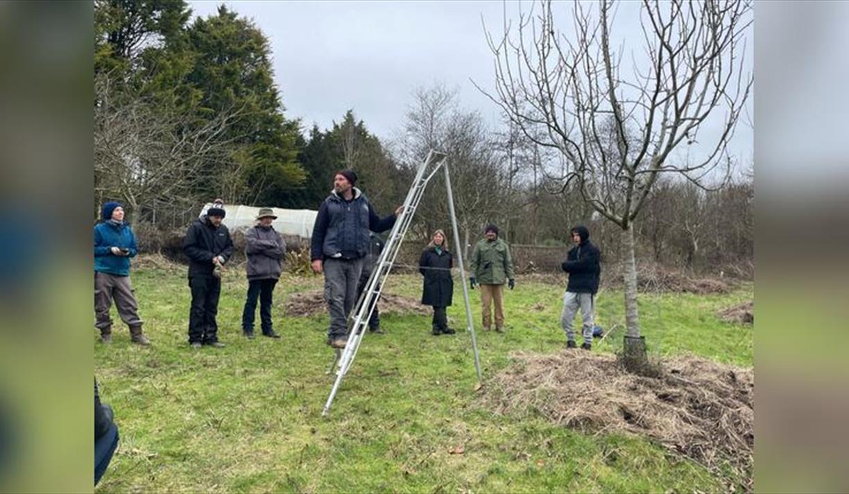Pruning Course: Old fruit trees