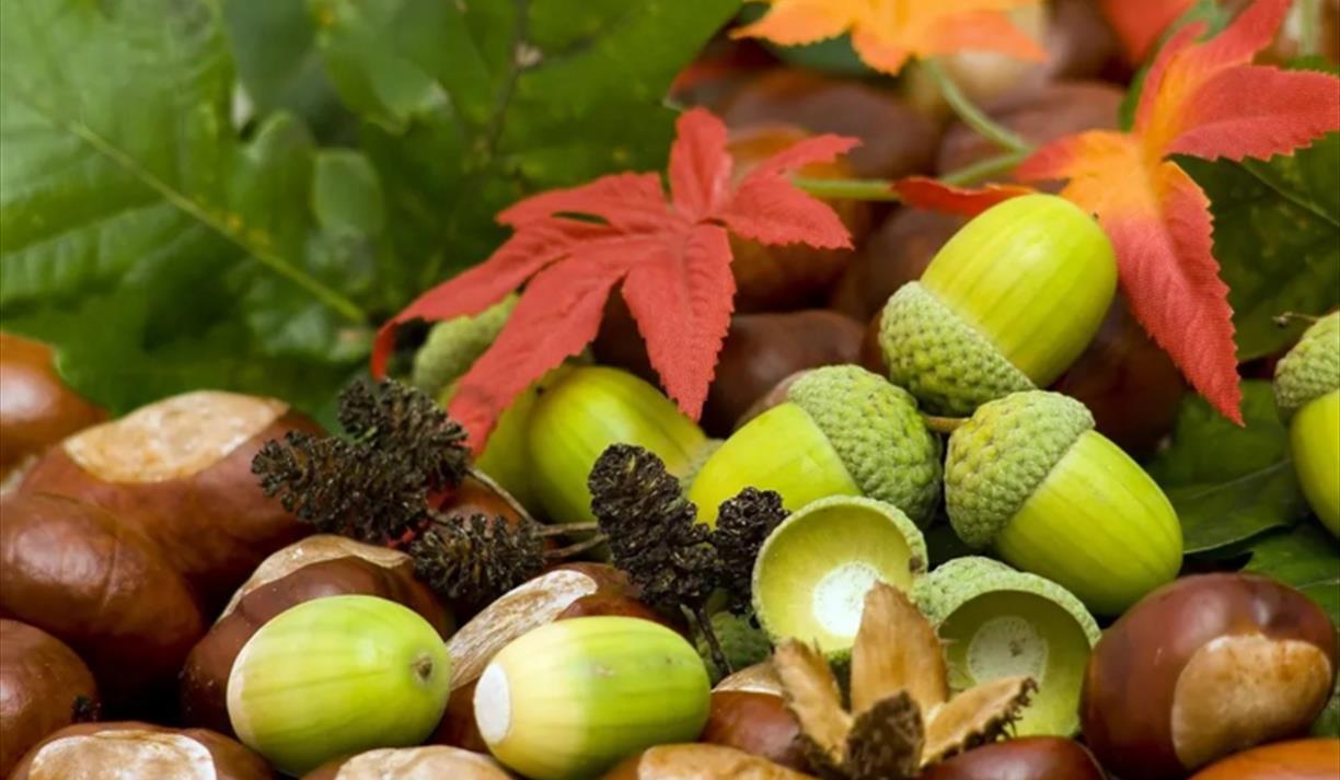 ‘Forest Floor’ - Botanical Art Class with Penny Sanderson