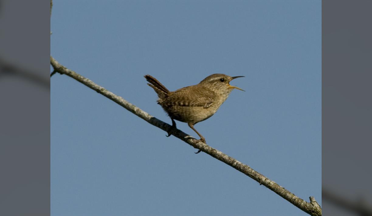 Birding for Absolute Beginners