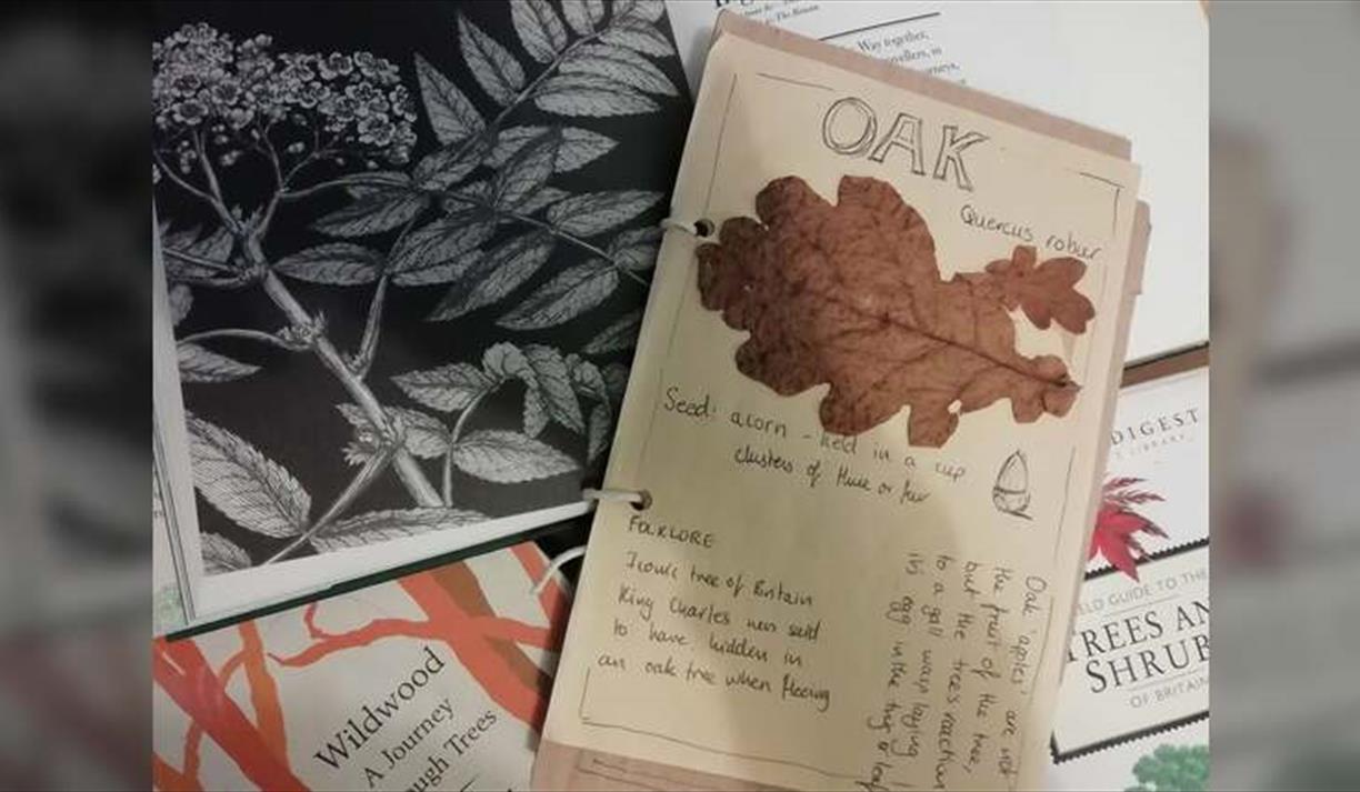 Tree Identification Guided Walk