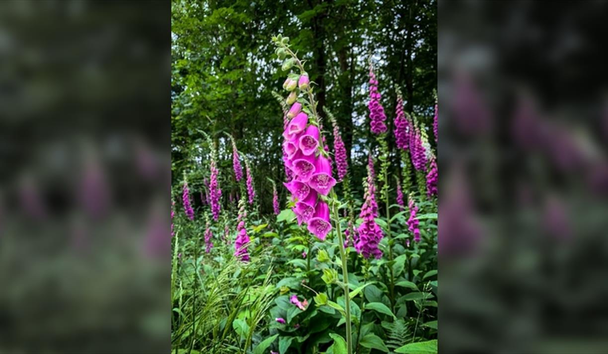 Forest Bathing - Wellbeing in Nature