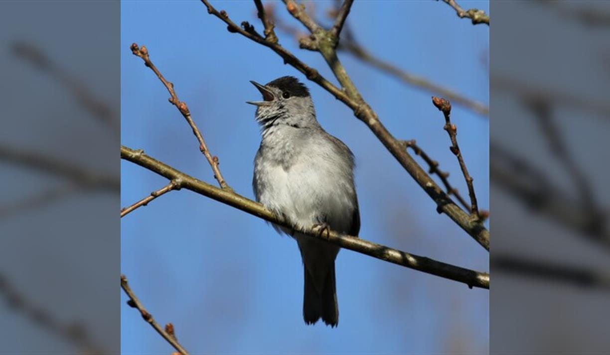 Birdsong Workshop & Walk