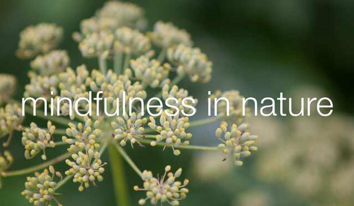 Mindfulness in Nature with Jiva