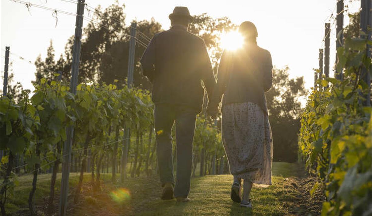 Evening Amongst the Vines at Leonardslee Wine Estate
