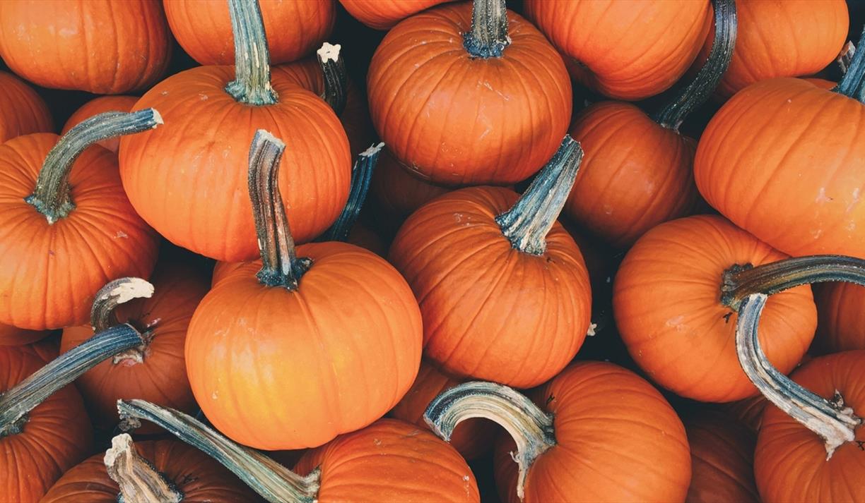 Pile of small orange pumpkins