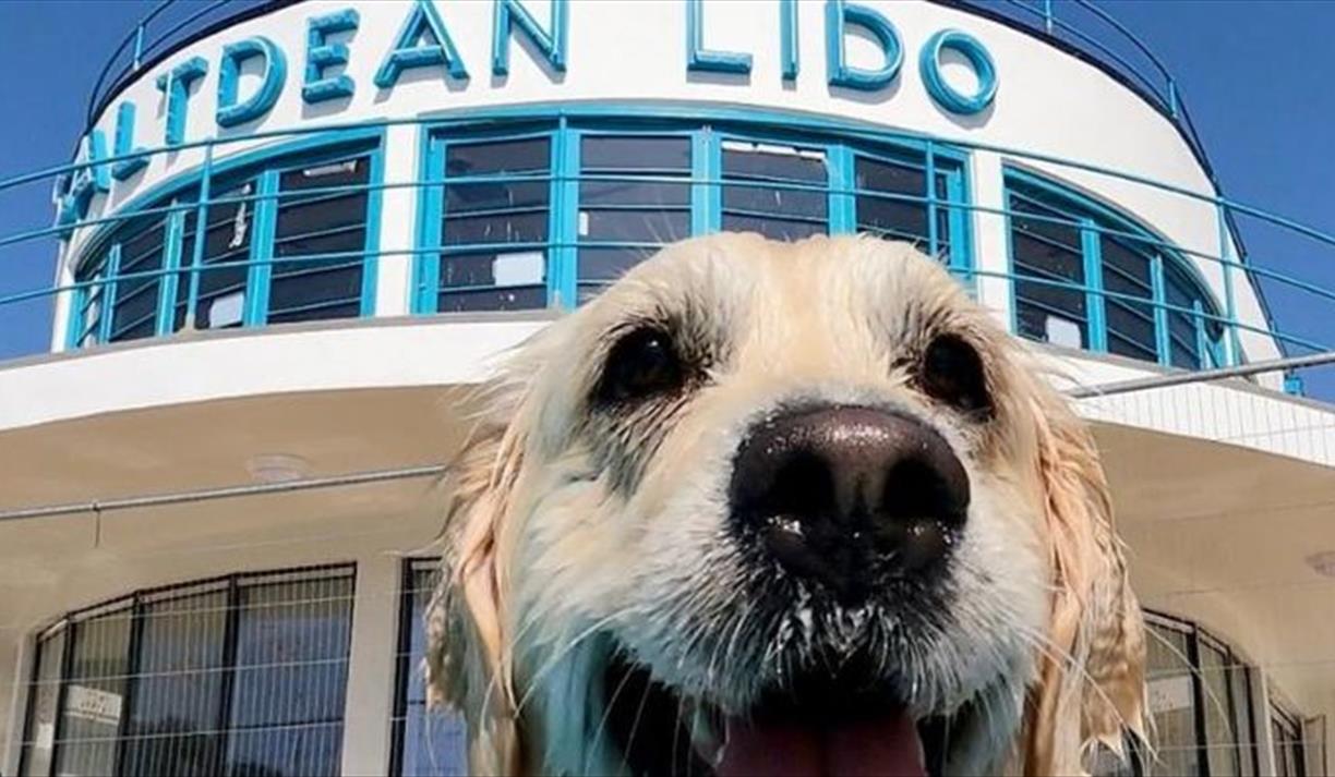 Saltdean Lido Dog Swim 2025 - LARGE DOGS (OVER 35KGS) ONLY