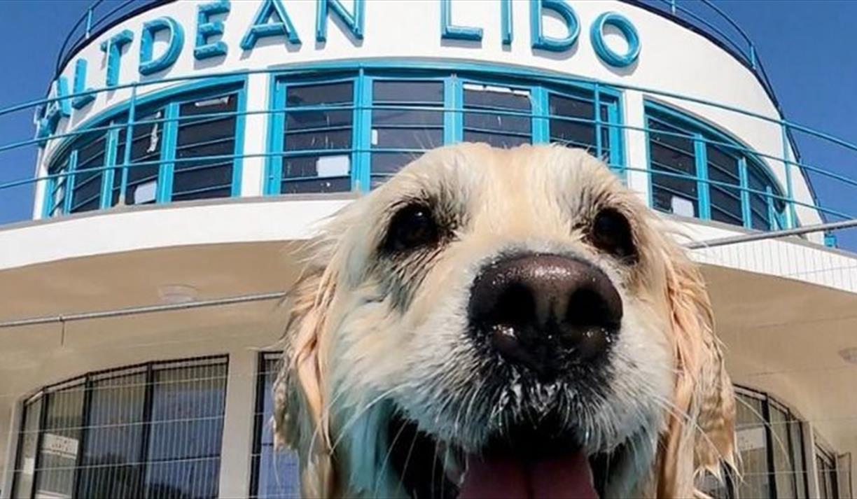 Saltdean Lido Dog Swim 2025 - Golden Retrievers
