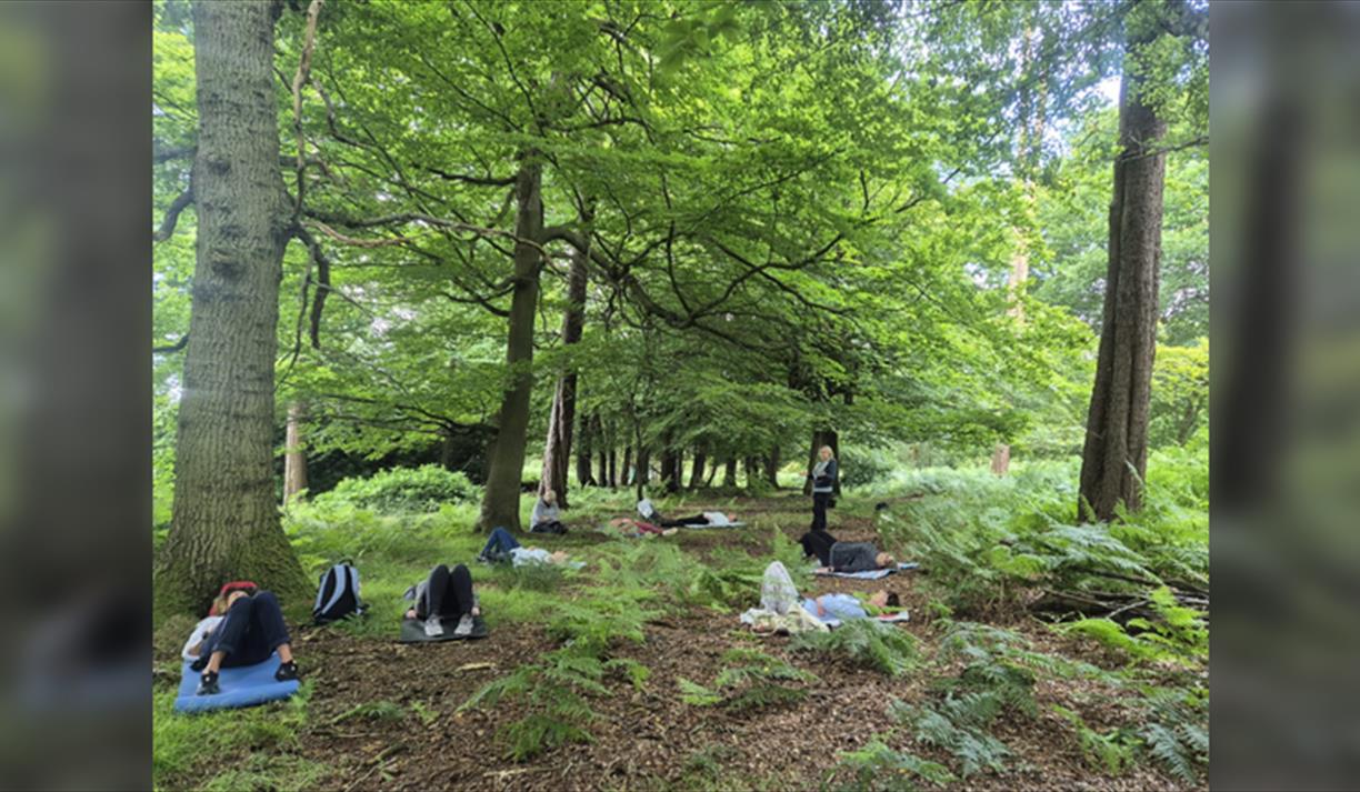 Forest Bathing