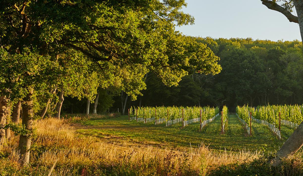 Artelium Wine Estate Hosts Fire & Wine Friday Summer Series