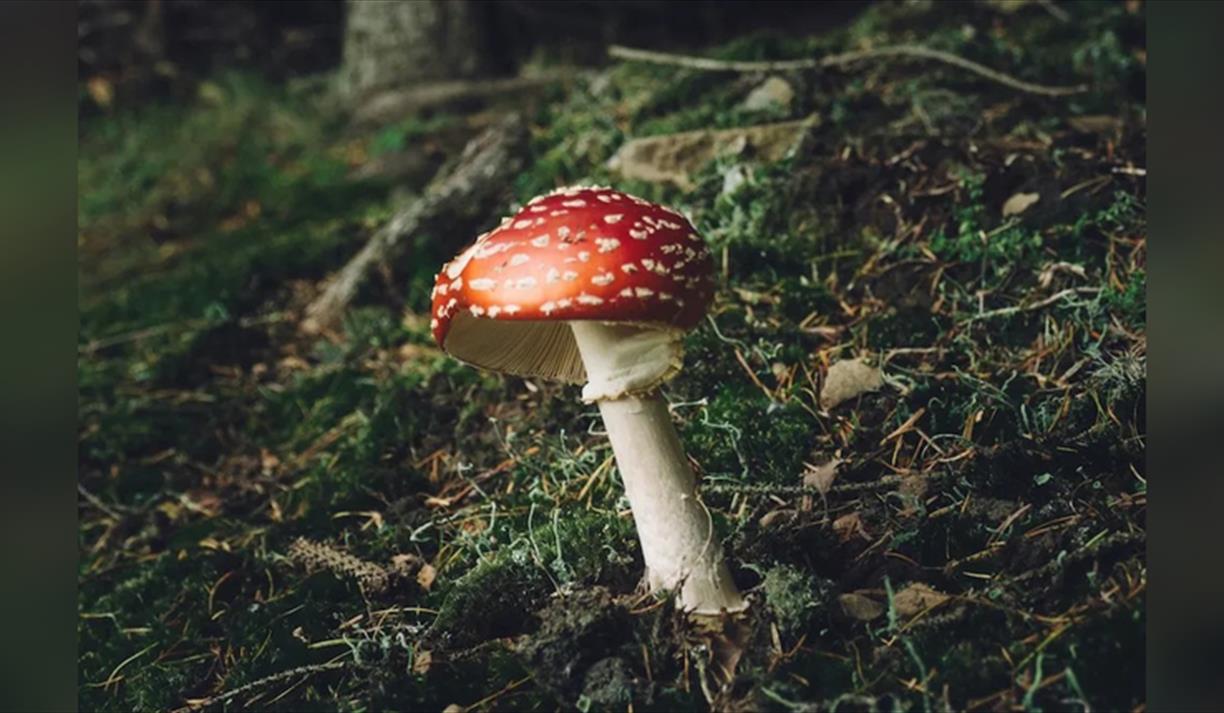 Fungi Walk