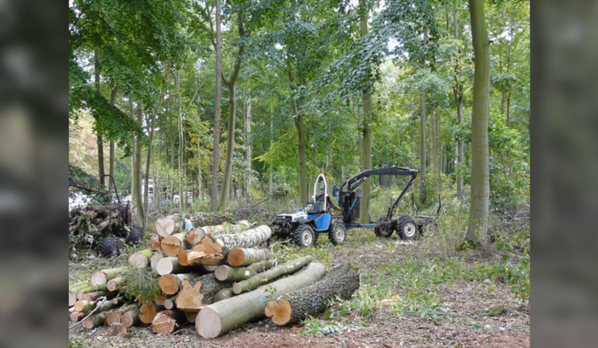 Planting and Managing a Woodland