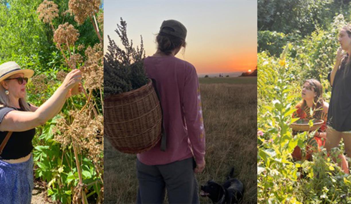 Herbal forage walk, talk and tea!