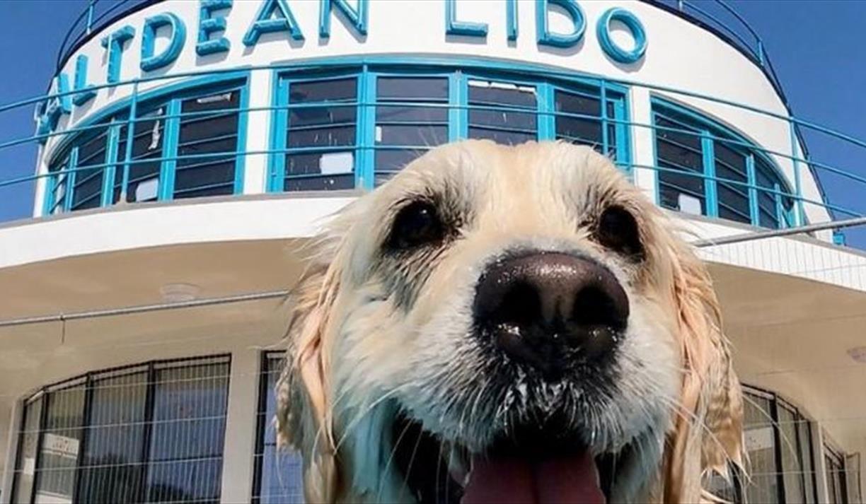 Saltdean Lido Dog Swim 2025 - German Shepherds