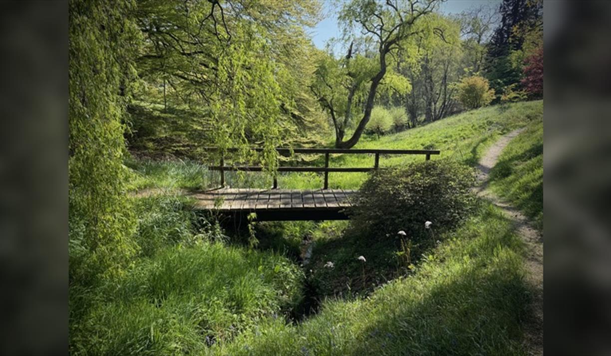 Forest Bathing at High Beeches