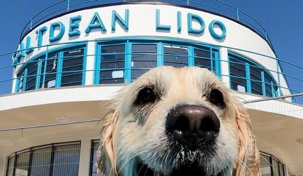 Saltdean Lido Dog Swim 2026 - Retrievers (Inc Flat-Coats & Tollers)