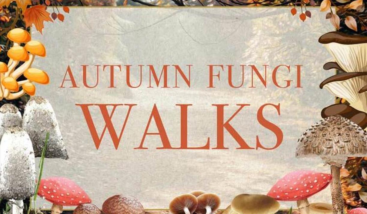 Autumn Fungi Walks