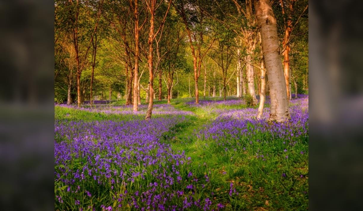 Spring Forest Bathing