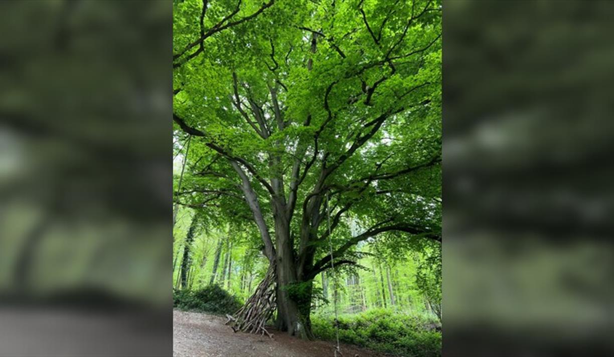 Guided Tree Tours at Nymans