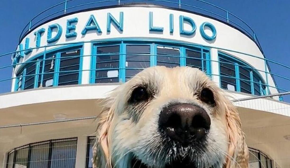 Saltdean Lido Dog Swim 2026 - Golden Retrievers