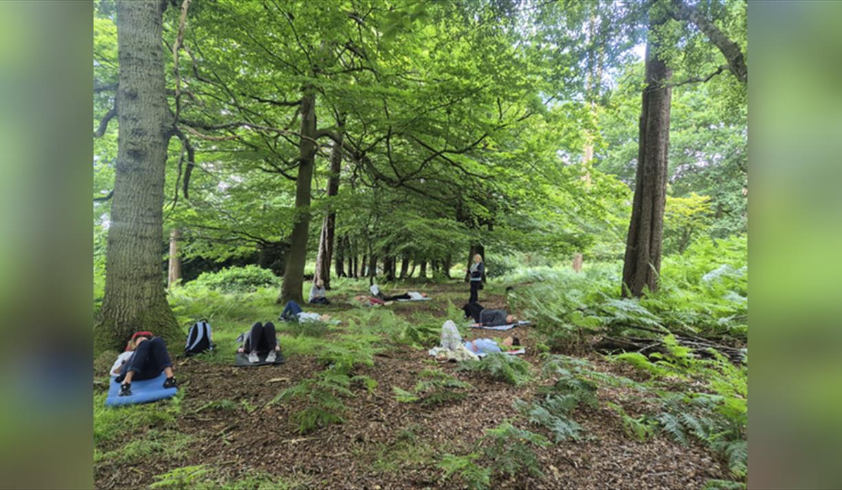 Forest Bathing