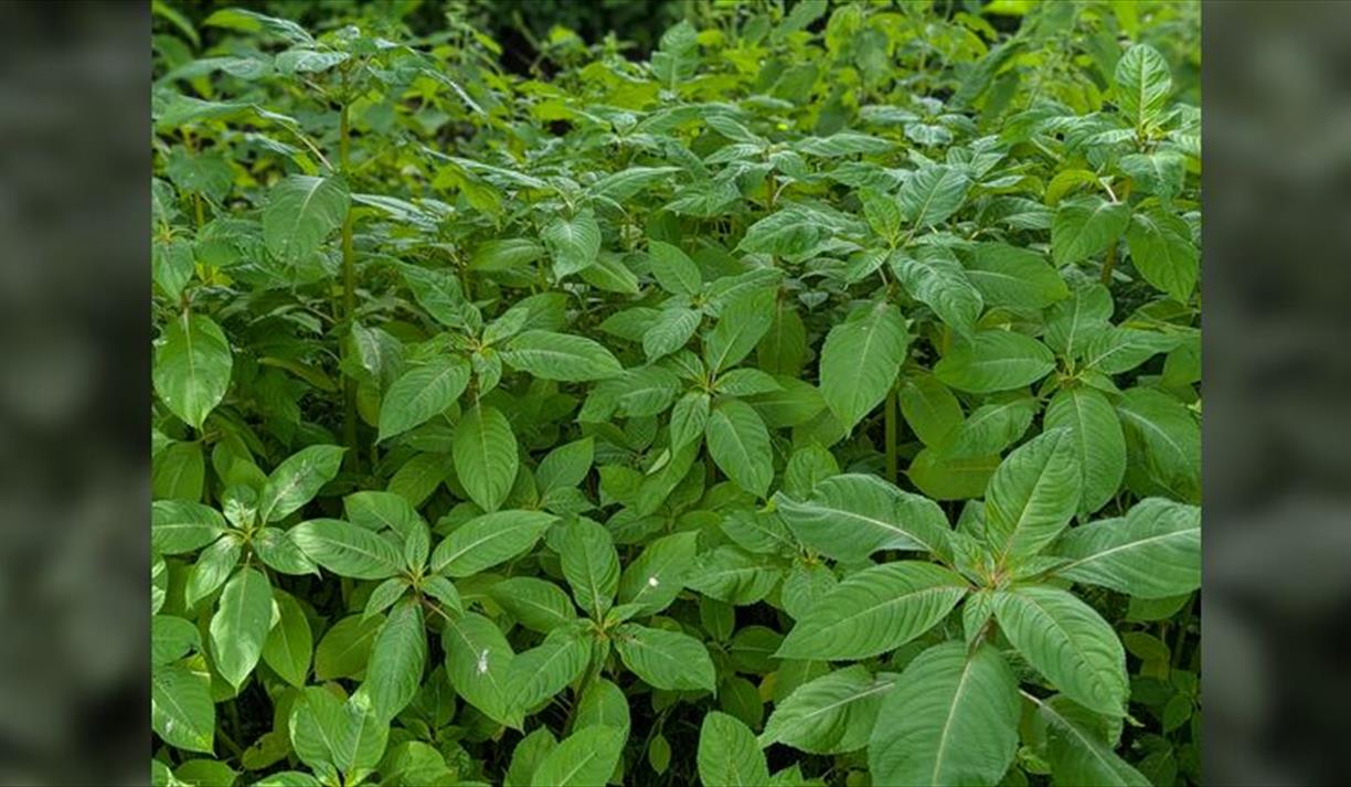 Himalayan Balsam Bashing - Volunteer Days
