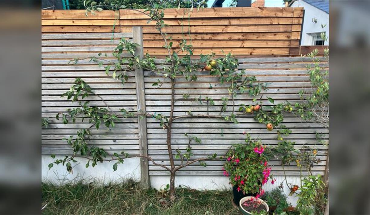 Trained fruit workshop with Paul Wiggins