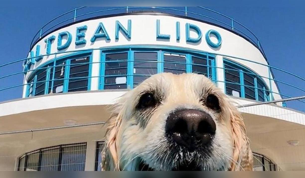 Saltdean Lido Dog Swim 2026 - Australian Shepherds and Collies