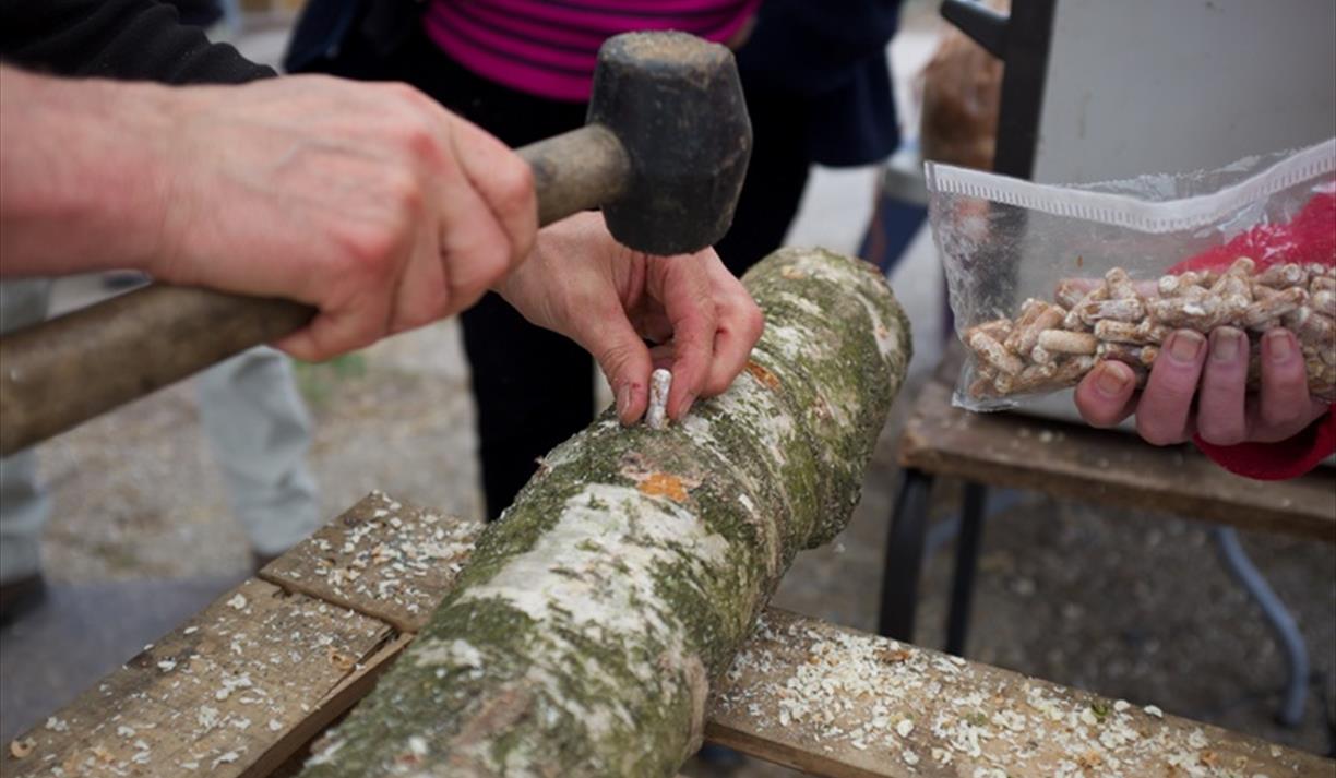 Mushroom Cultivation
